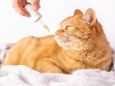 cbd oil for cats uk