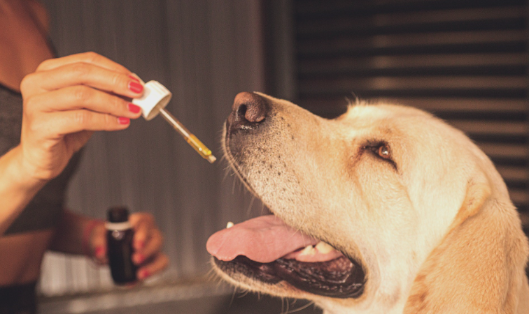 benefits of CBD oil for dogs