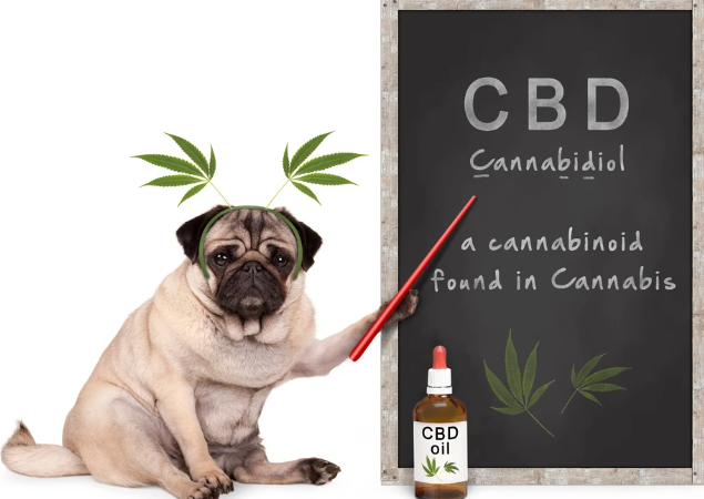 CBD oil is good for your dog's health