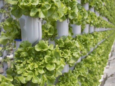 hydroponic tower garden