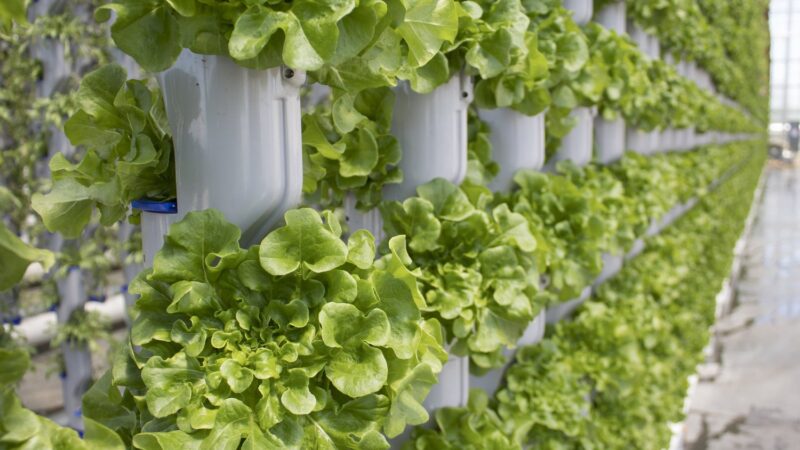 hydroponic tower garden